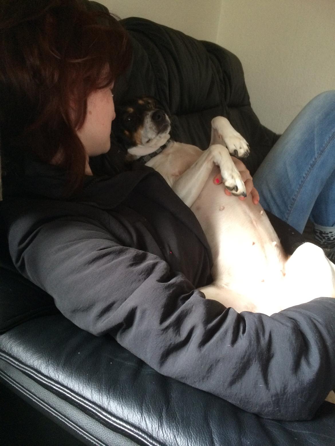 Dansk svensk gaardhund fede Fie  billede 13