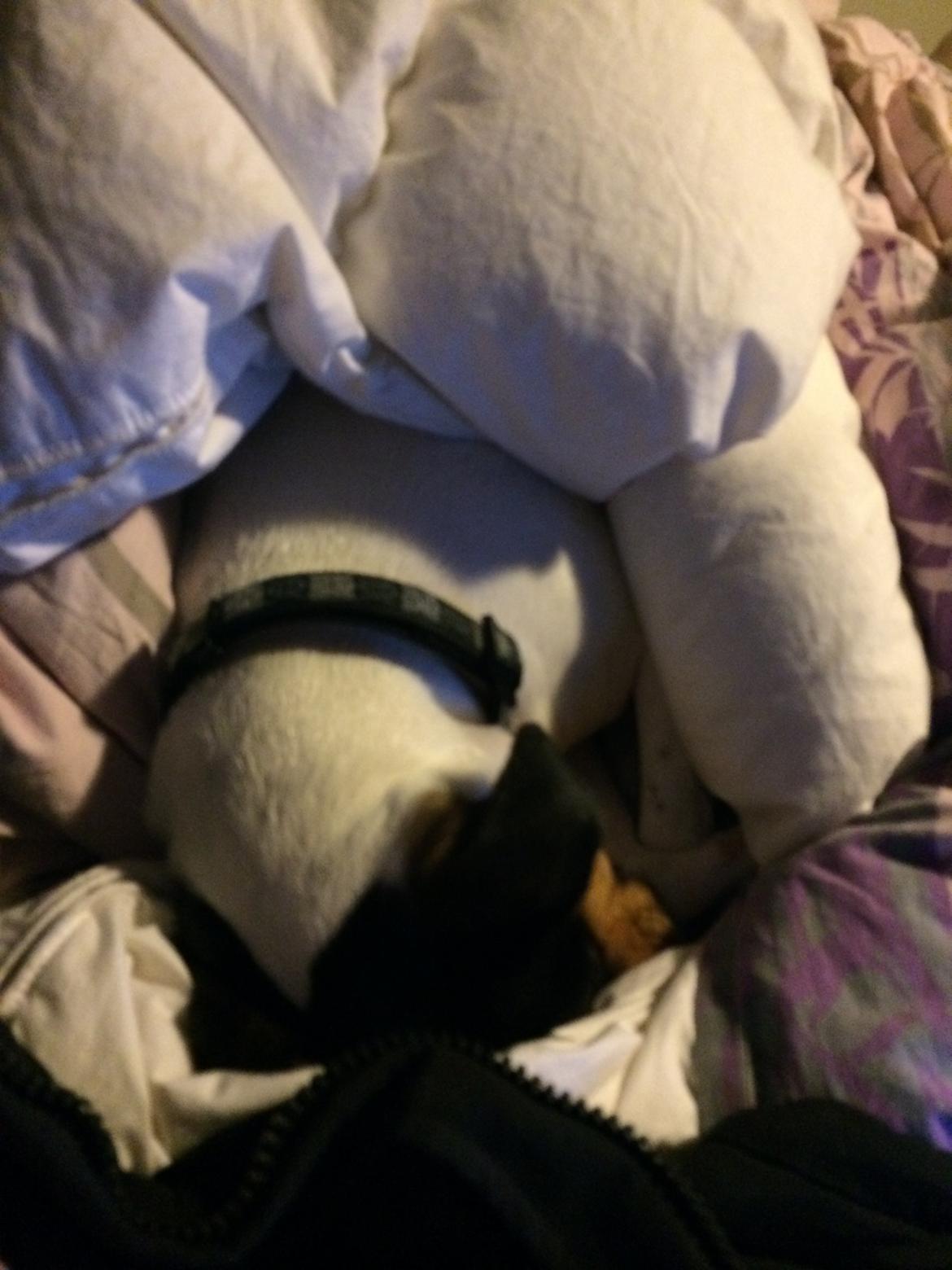 Dansk svensk gaardhund fede Fie  billede 14