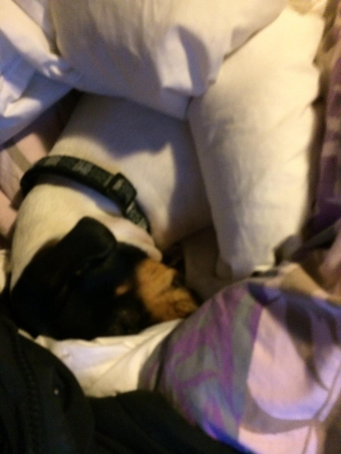 Dansk svensk gaardhund fede Fie  billede 15