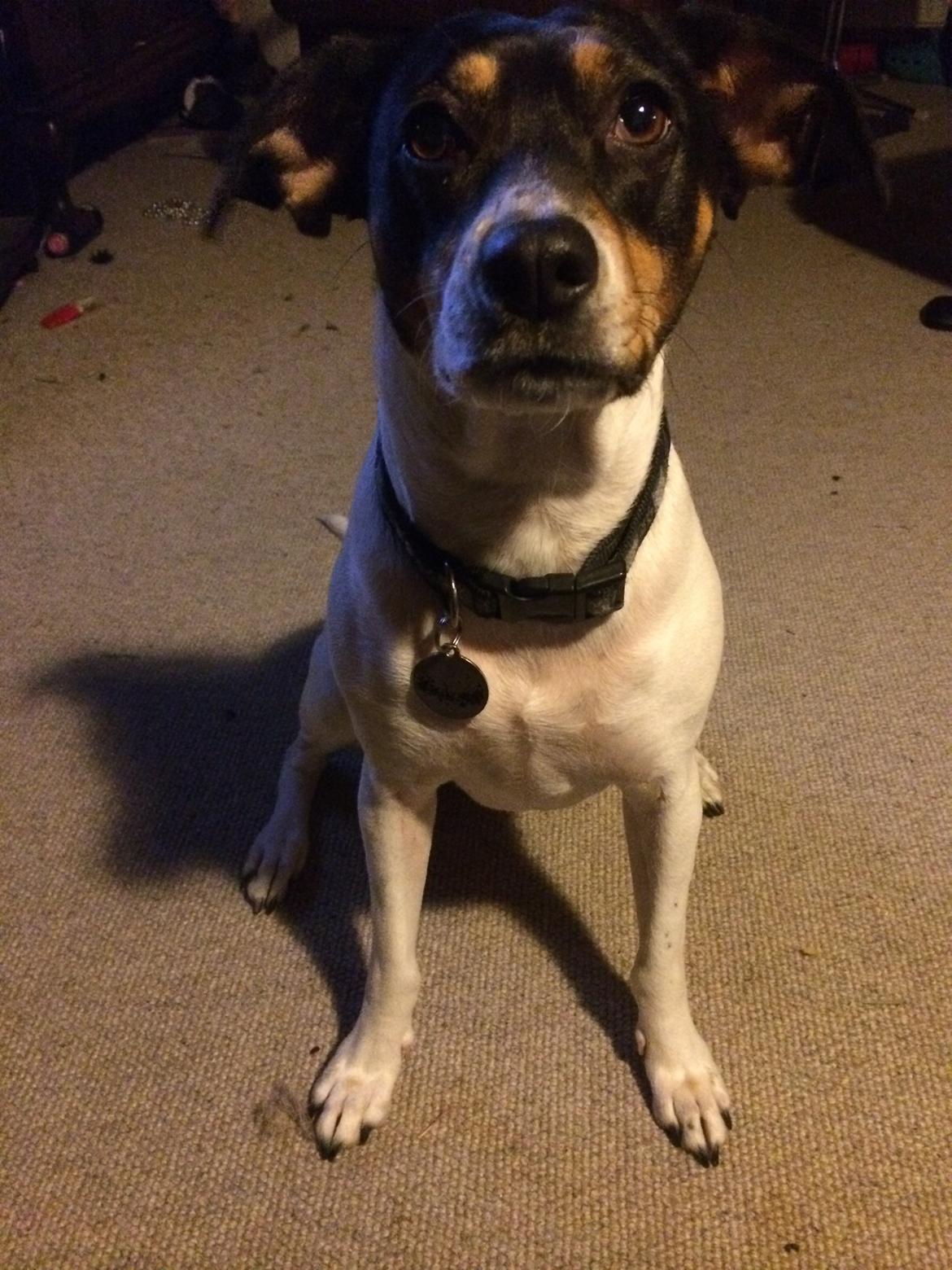 Dansk svensk gaardhund fede Fie  billede 9