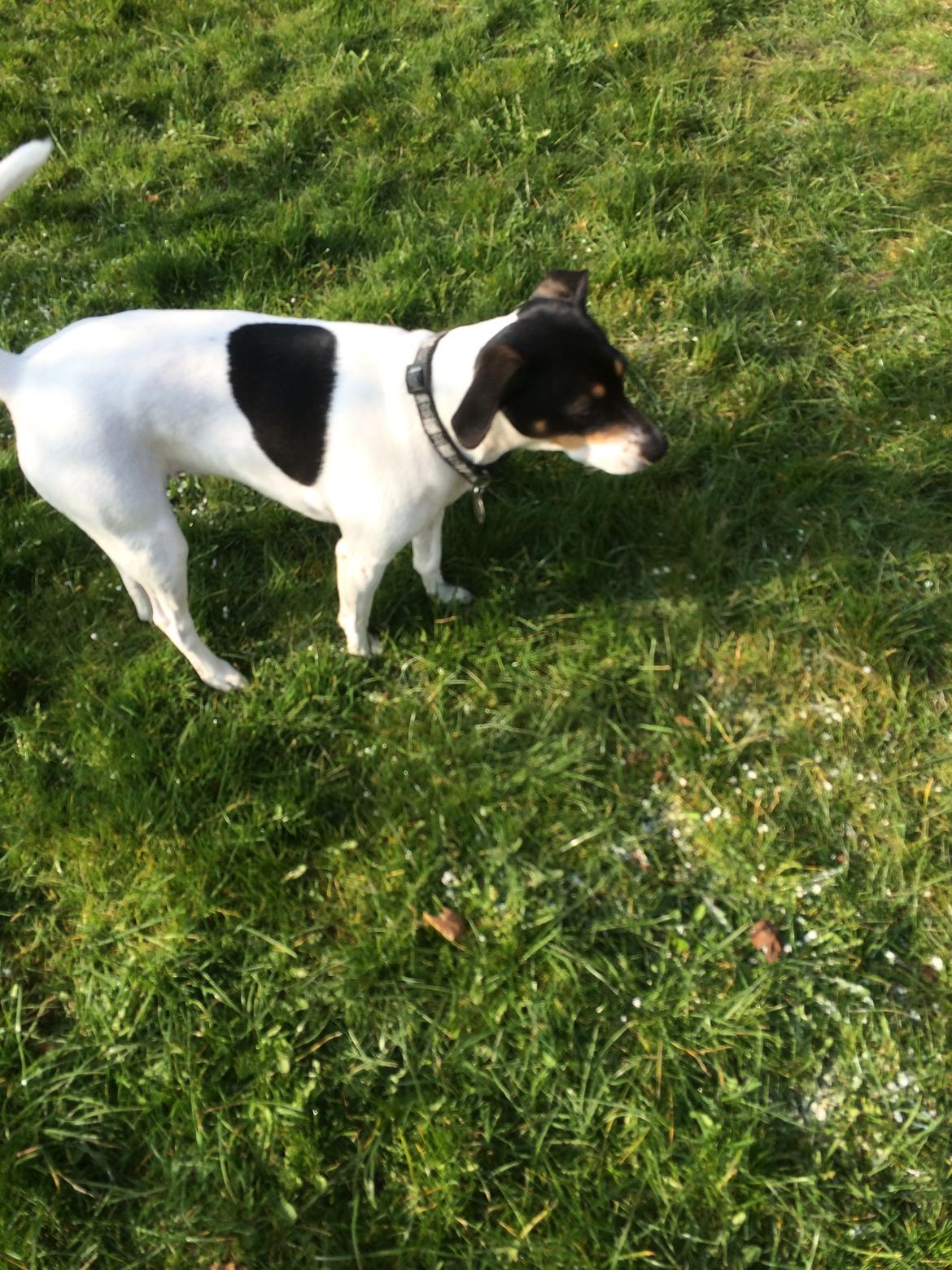 Dansk svensk gaardhund fede Fie  billede 17