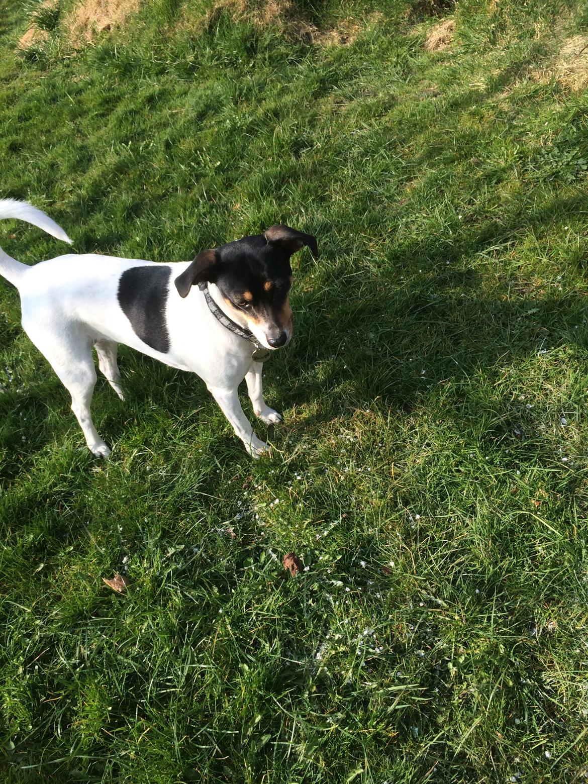 Dansk svensk gaardhund fede Fie  billede 18