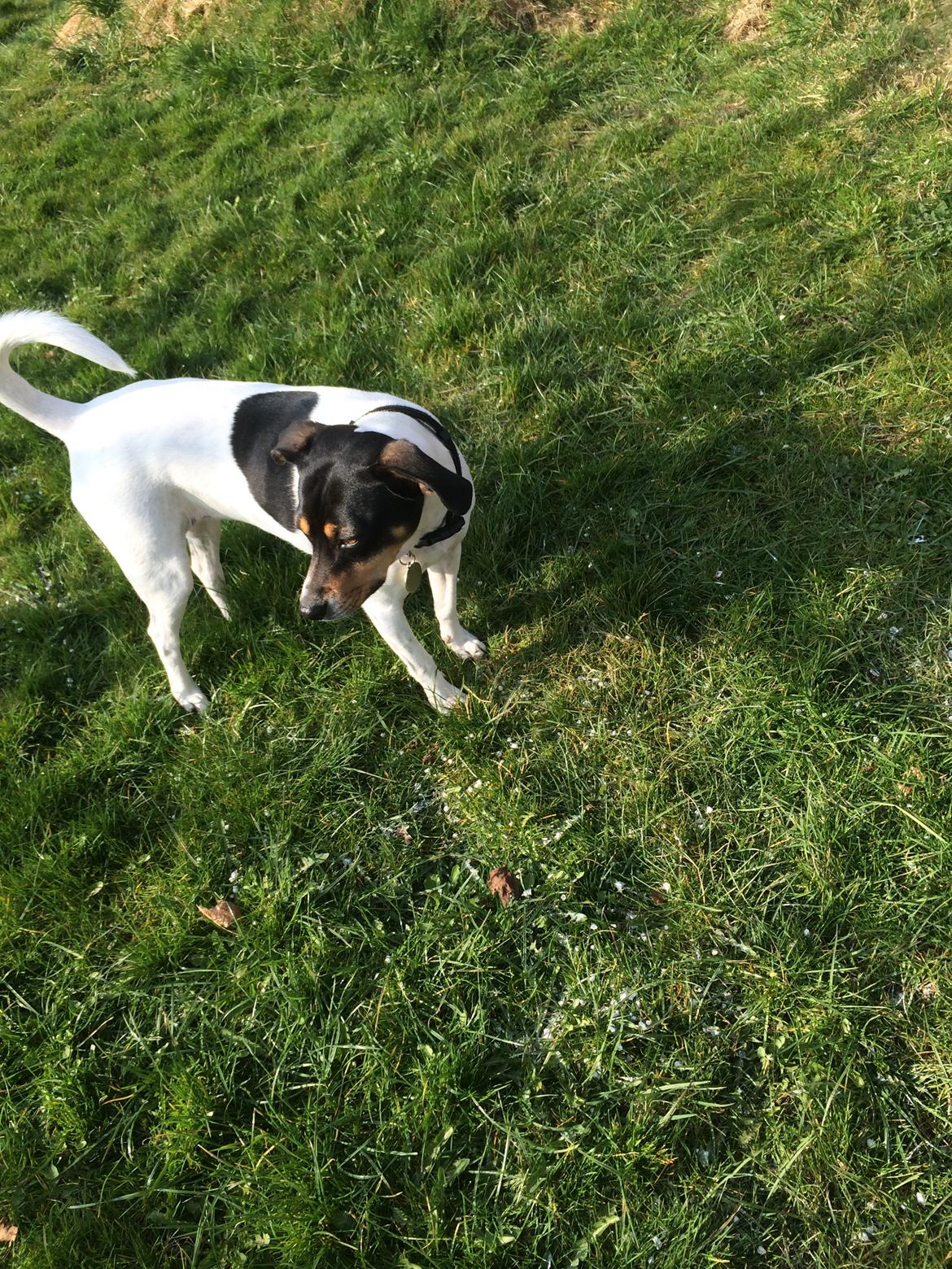 Dansk svensk gaardhund fede Fie  billede 19