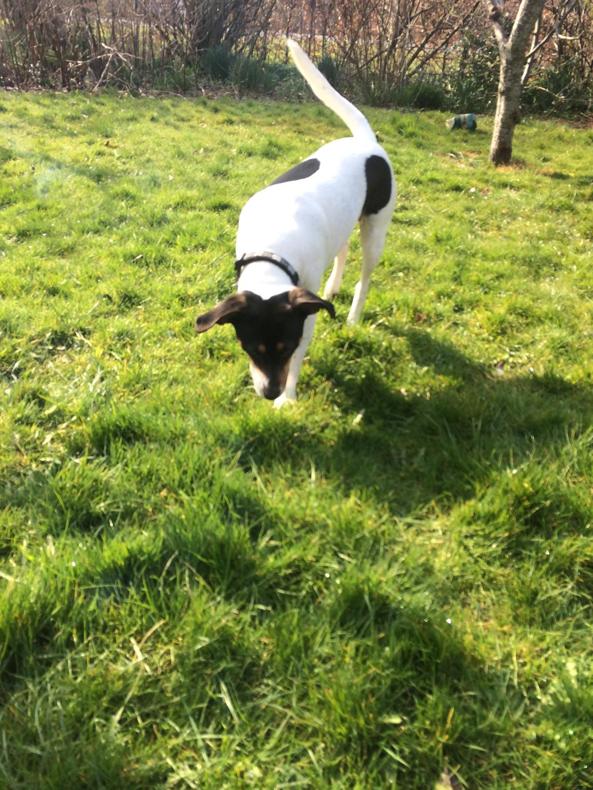 Dansk svensk gaardhund fede Fie  billede 16
