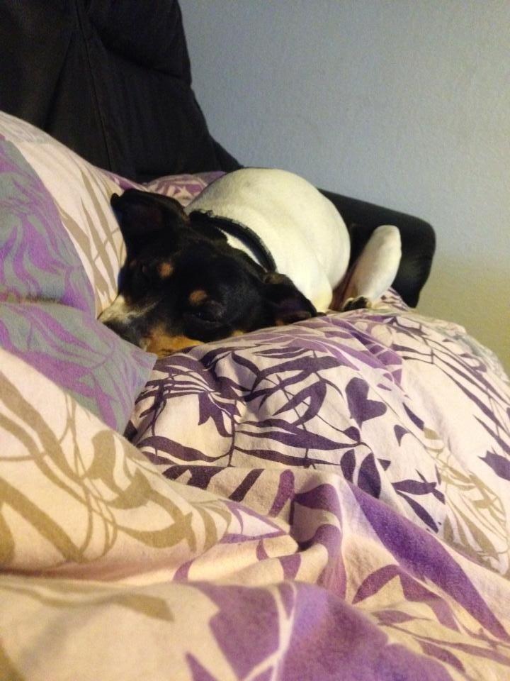 Dansk svensk gaardhund fede Fie  billede 20