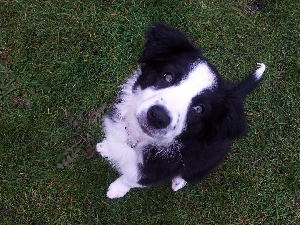 Border collie og labrador -Bailey billede 13