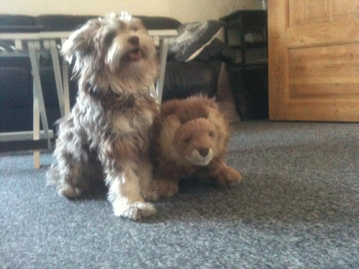 Løwchen Jack billede 13