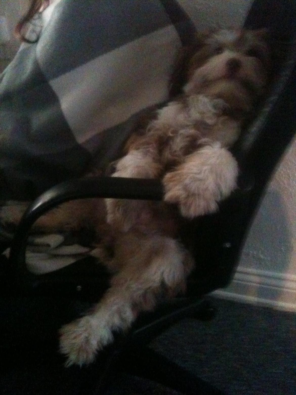 Løwchen Jack billede 16