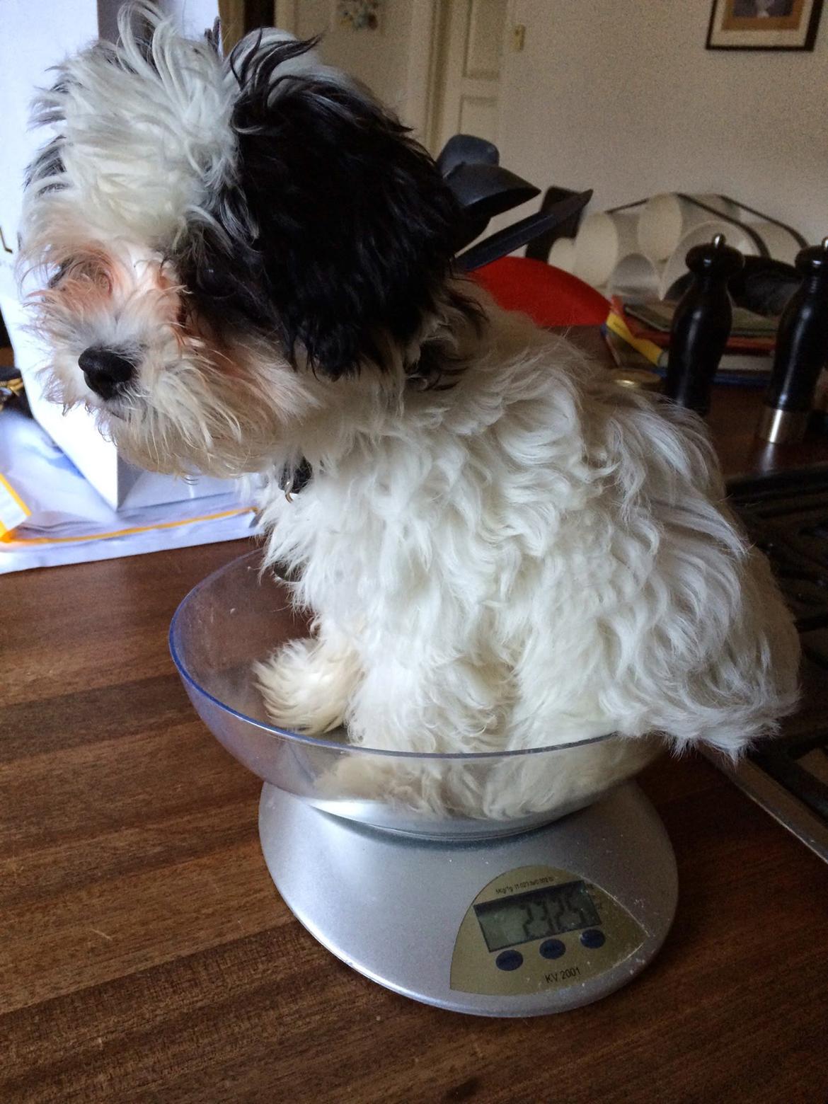 Bichon havanais Nimbus billede 23