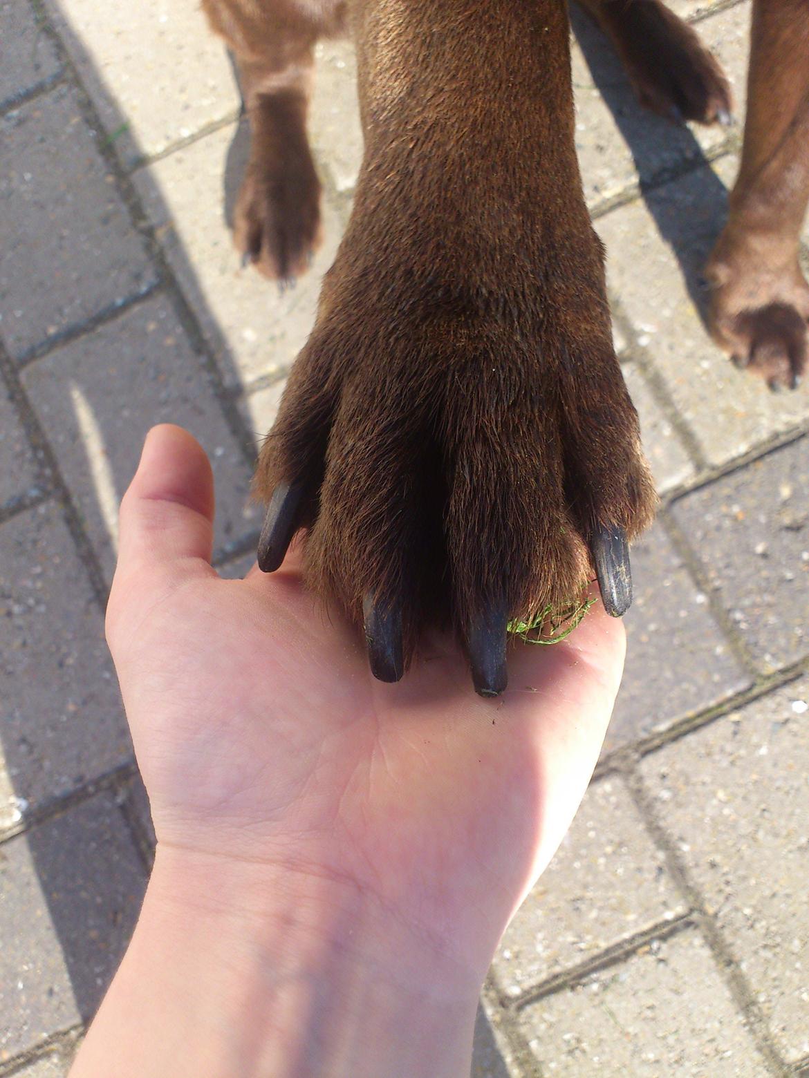 Labrador retriever Max (Verdens bedste hund) <3 - Mig og dig for altid<3 billede 9