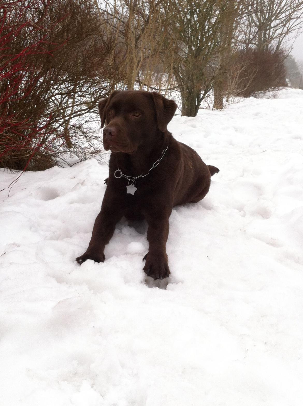 Labrador retriever Max (Verdens bedste hund) <3 billede 27