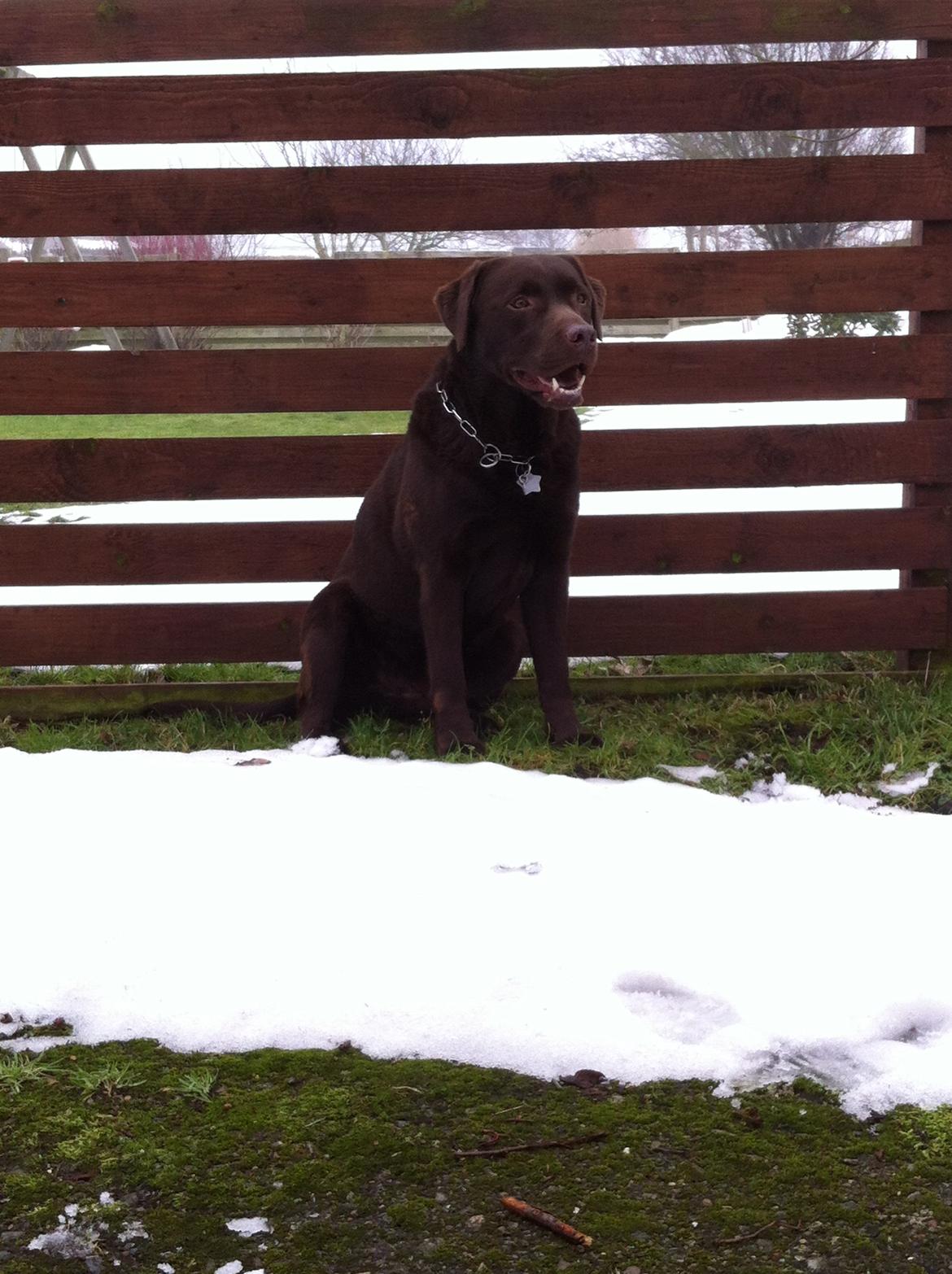 Labrador retriever Max (Verdens bedste hund) <3 billede 28