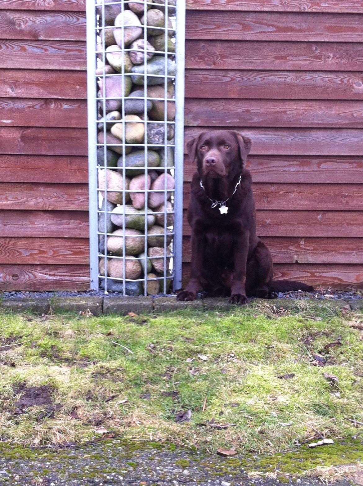 Labrador retriever Max (Verdens bedste hund) <3 billede 29