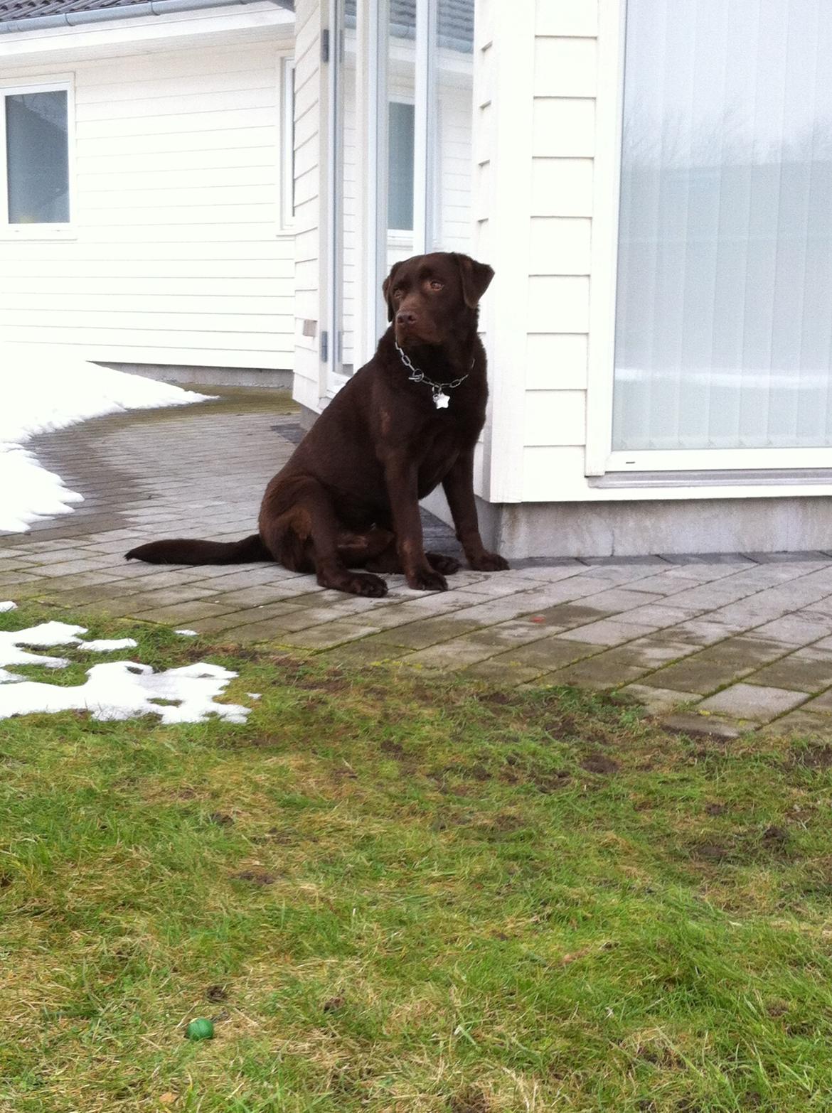 Labrador retriever Max (Verdens bedste hund) <3 billede 12