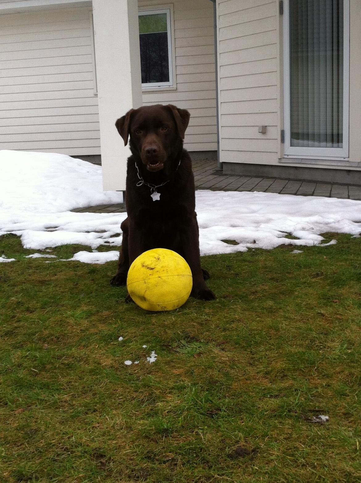 Labrador retriever Max (Verdens bedste hund) <3 billede 31
