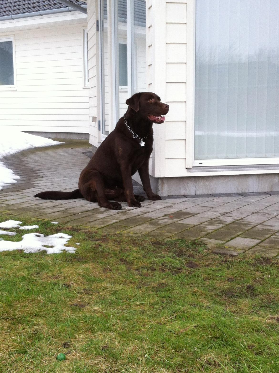 Labrador retriever Max (Verdens bedste hund) <3 billede 30