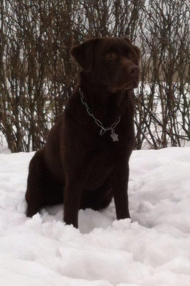 Labrador retriever Max (Verdens bedste hund) <3 billede 10