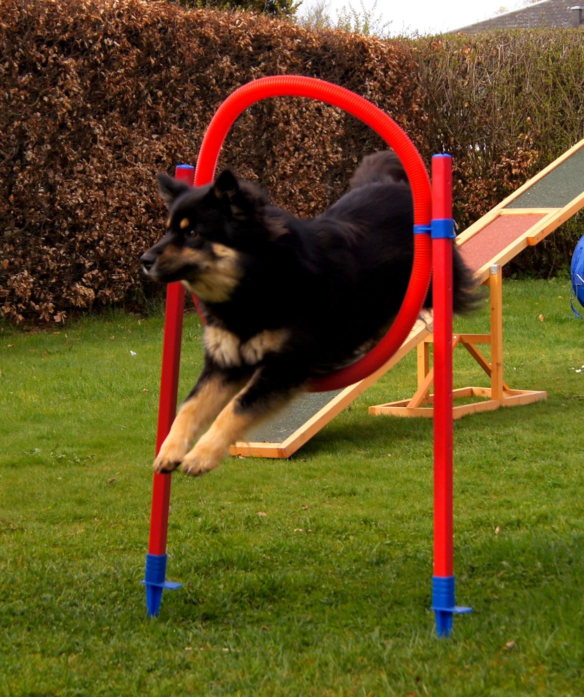 Finsk lapphund Kello Ayla - Ayla igennem hjulet :)  billede 47