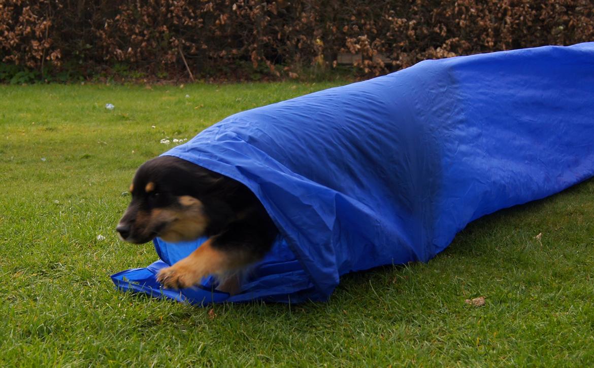 Finsk lapphund Kello Ayla - Igennem røret :D billede 48