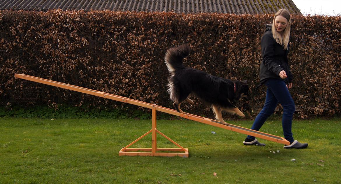 Finsk lapphund Kello Ayla - Dygtige Ayla på vippen :)  billede 49