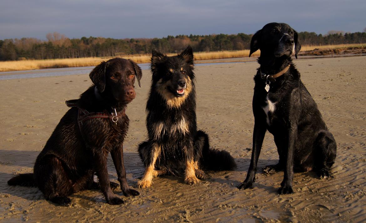 Finsk lapphund Kello Ayla - Ayla og hendes to bedste venner Cocio (til venstre) og Futte (til højre) :D  billede 10