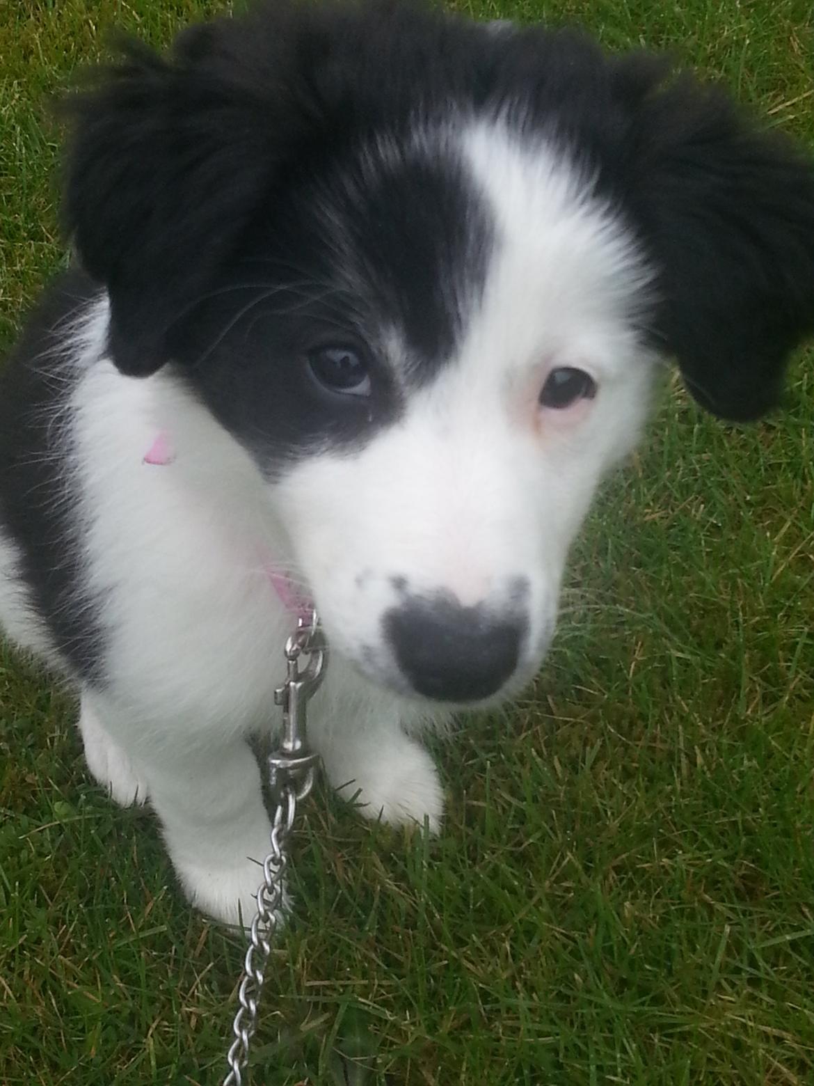 Blanding af racer Mira billede 5