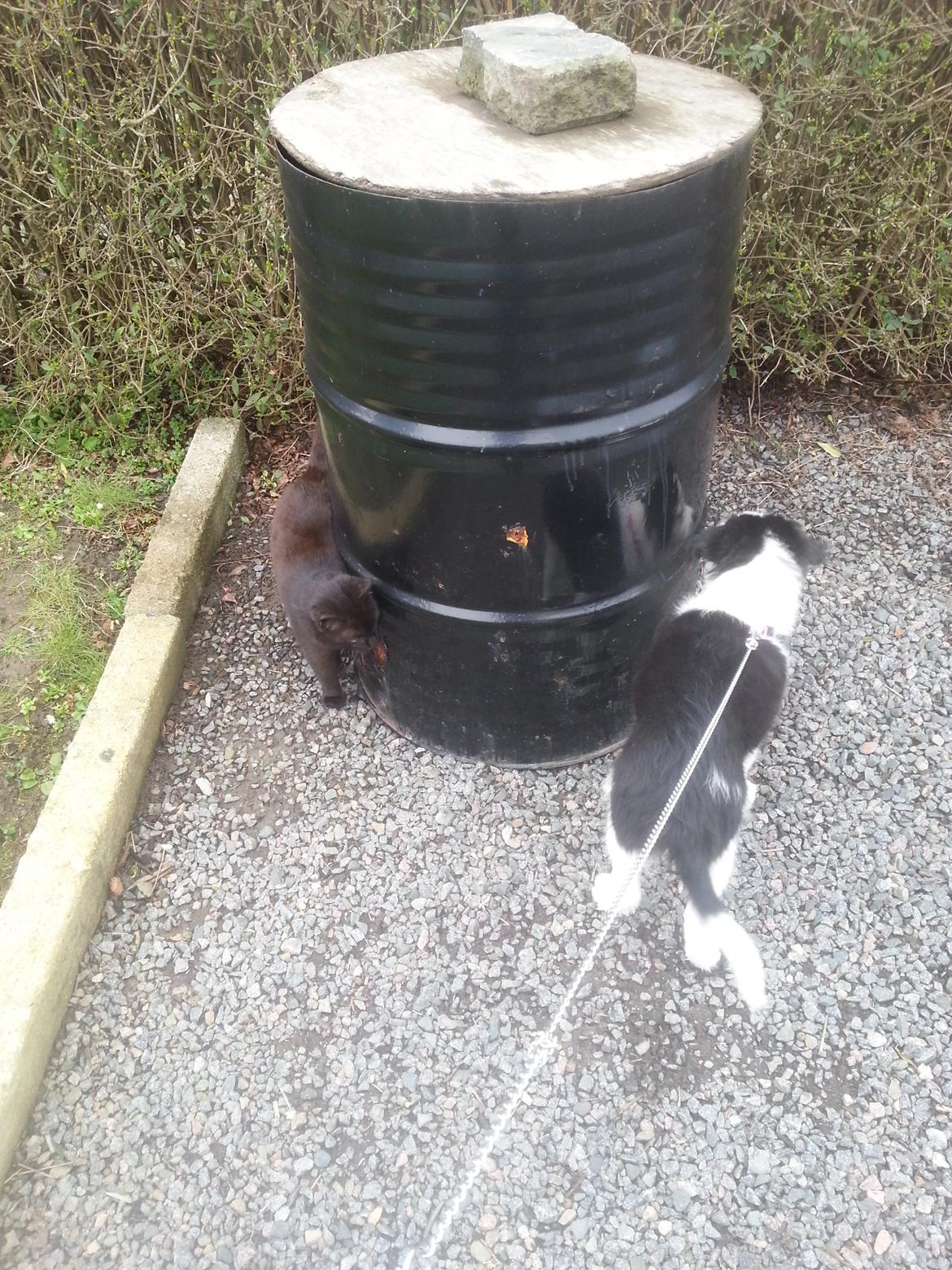 Blanding af racer Mira billede 10