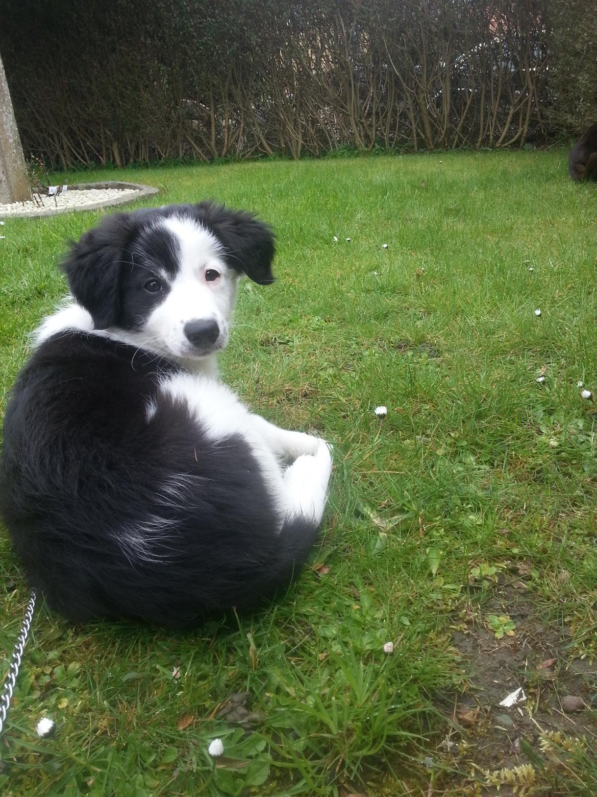 Blanding af racer Mira billede 11