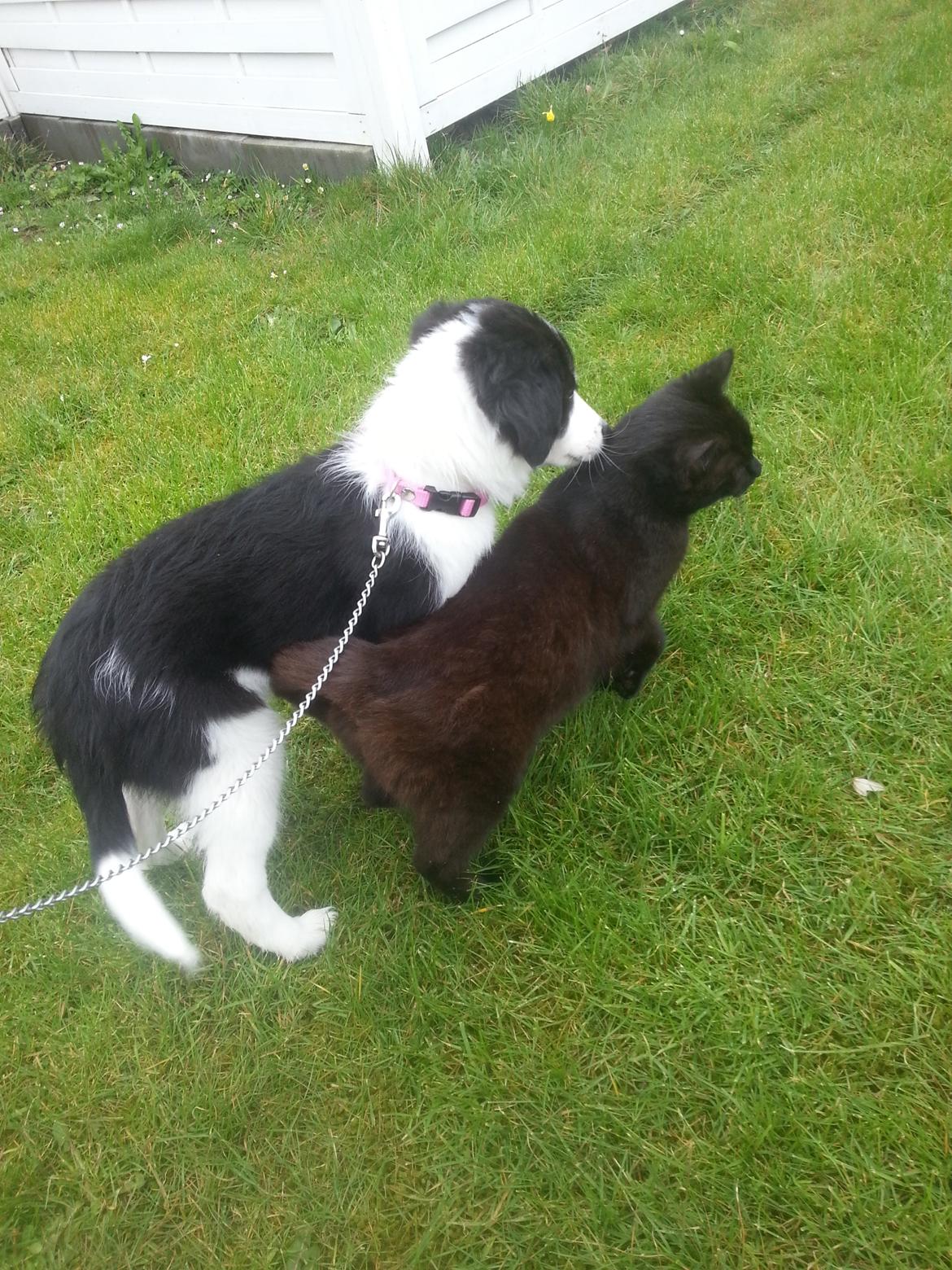 Blanding af racer Mira billede 13