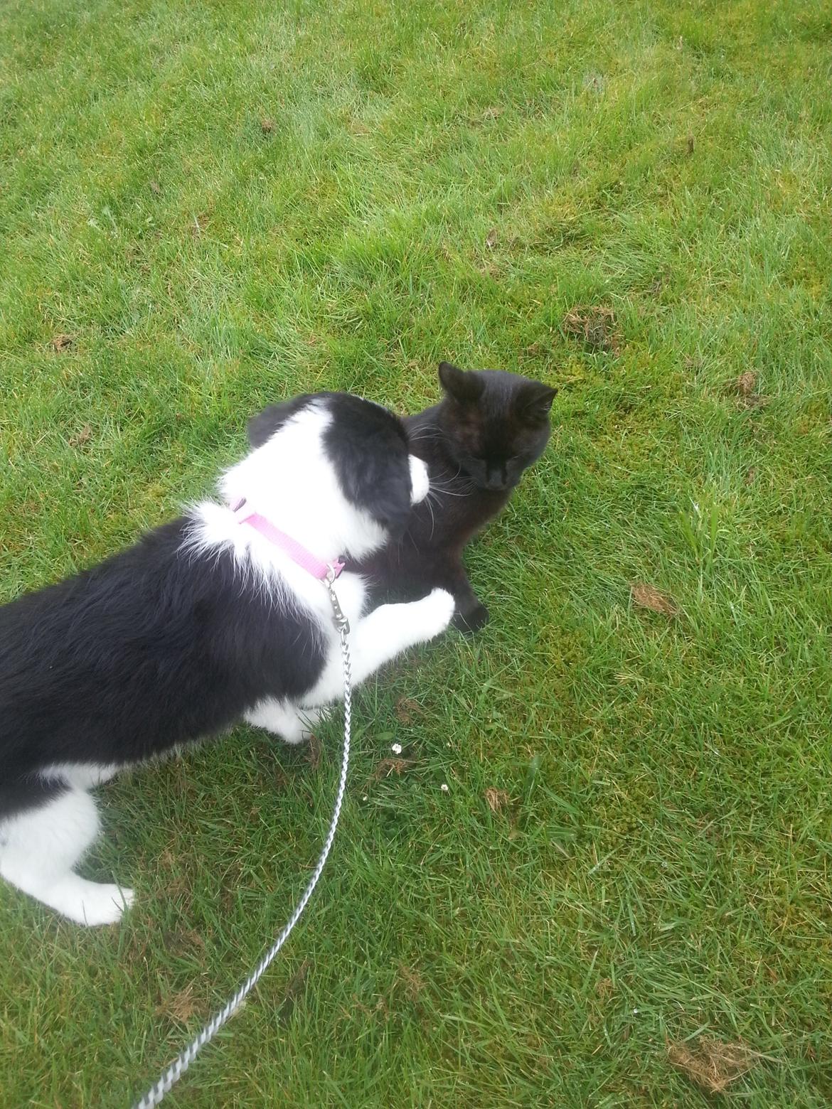 Blanding af racer Mira billede 9