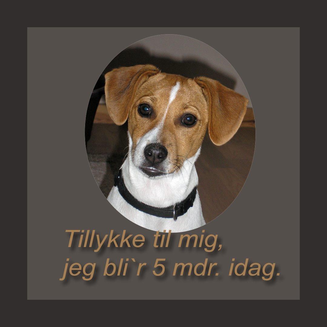 Dansk svensk gaardhund Sørøver Zallie - 14 april 2014 billede 26