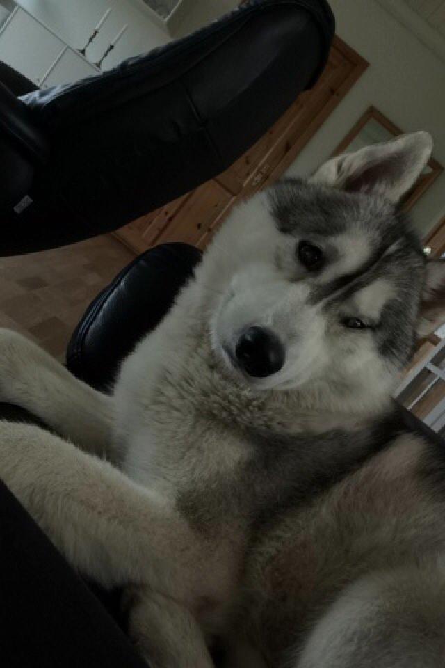 Siberian husky Enzo's Barely legale. I dagligtale kaldt Balto  billede 1