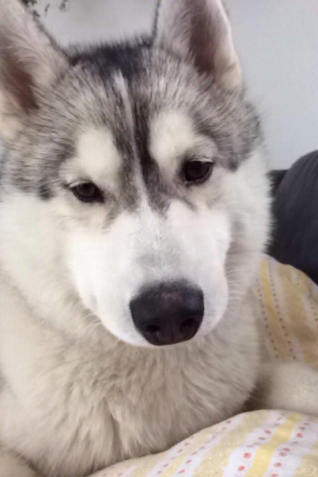 Siberian husky Enzo's Barely legale. I dagligtale kaldt Balto  billede 2