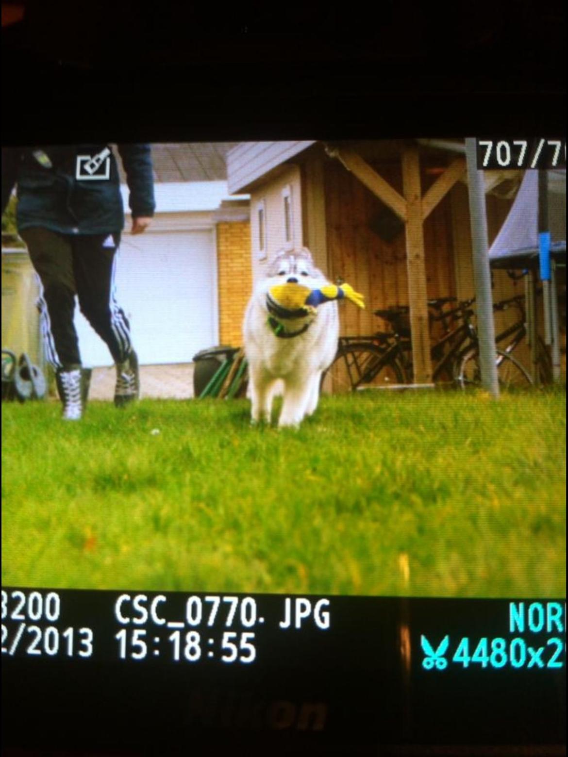 Siberian husky Enzo's Barely legale. I dagligtale kaldt Balto  billede 3