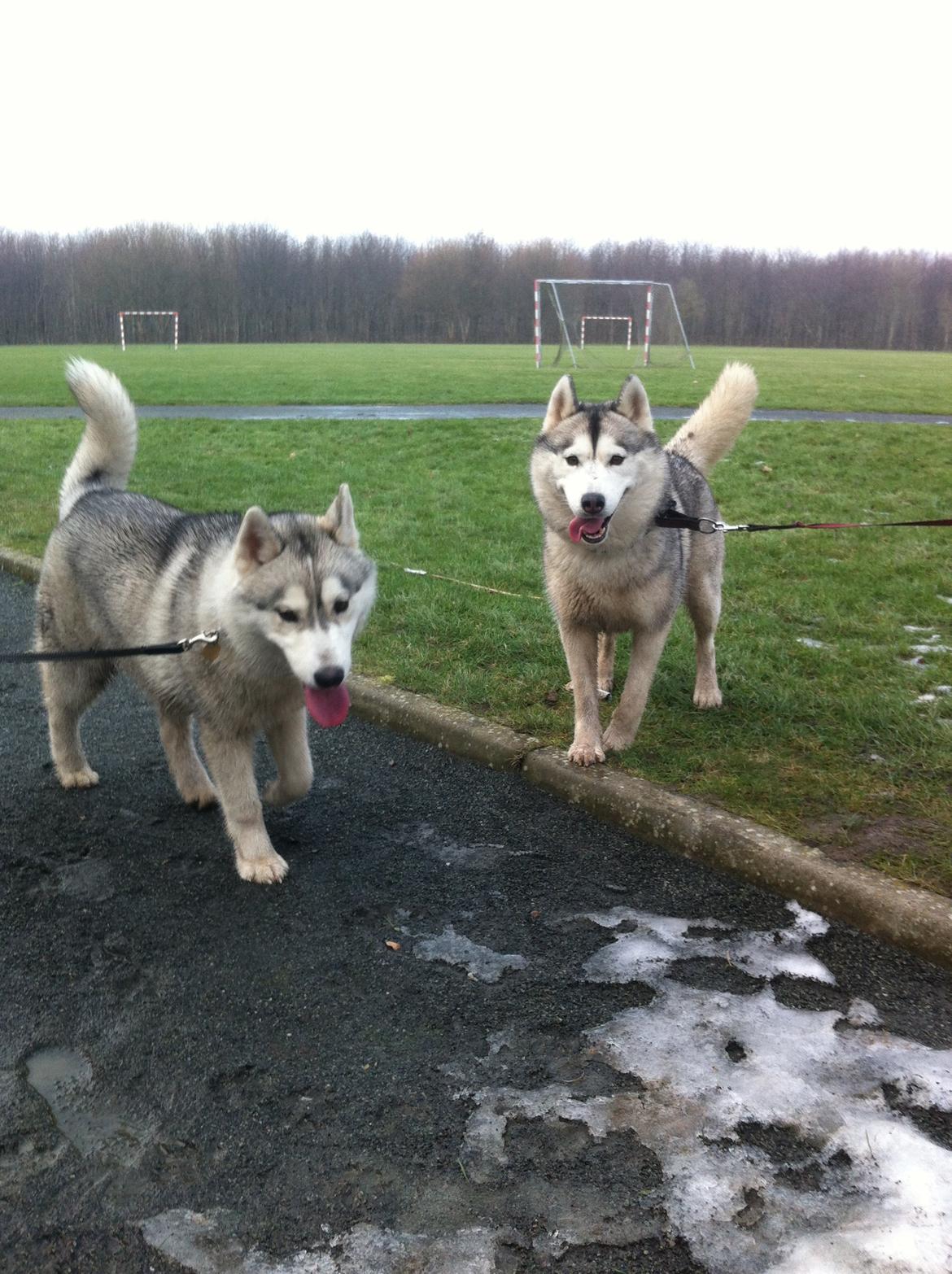 Siberian husky Enzo's Barely legale. I dagligtale kaldt Balto  billede 4