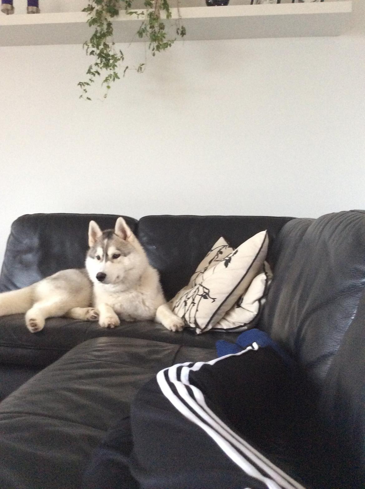 Siberian husky Enzo's Barely legale. I dagligtale kaldt Balto  billede 5