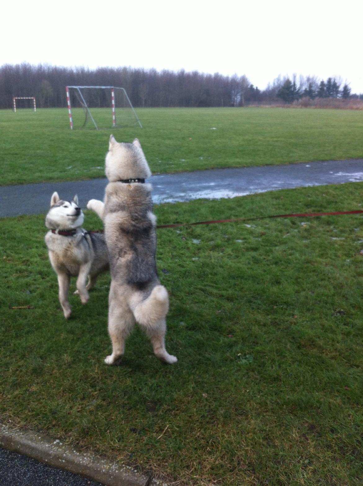 Siberian husky Enzo's Barely legale. I dagligtale kaldt Balto  billede 6