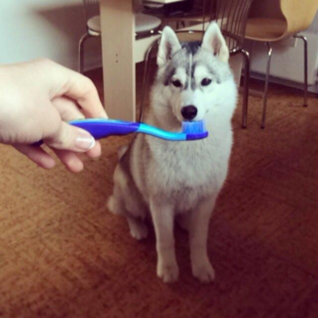 Siberian husky Enzo's Barely legale. I dagligtale kaldt Balto  billede 7