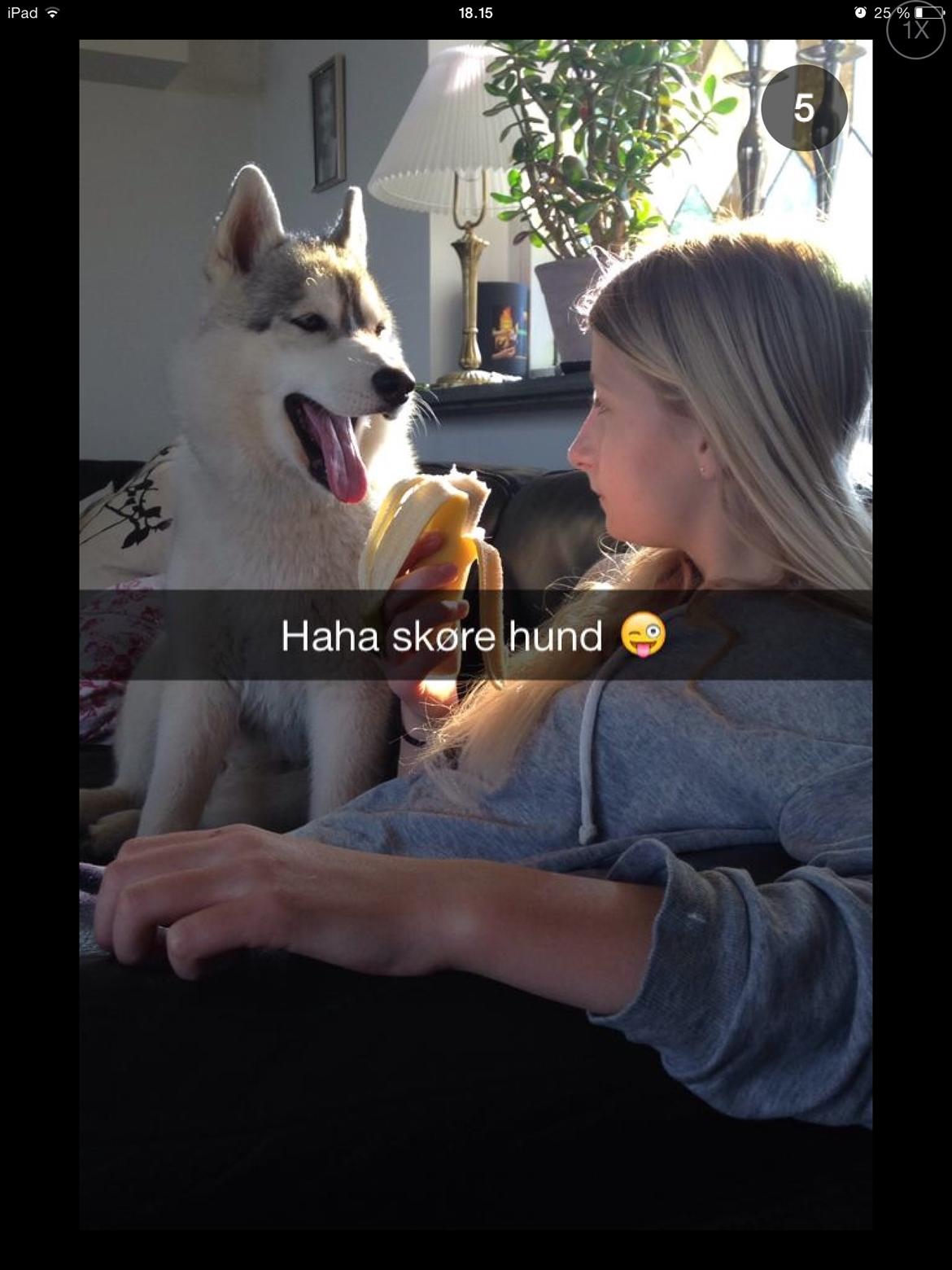 Siberian husky Enzo's Barely legale. I dagligtale kaldt Balto  billede 8