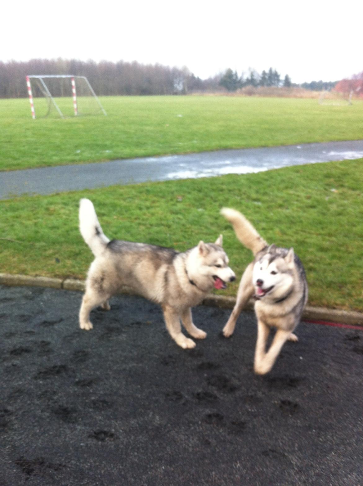 Siberian husky Enzo's Barely legale. I dagligtale kaldt Balto  billede 9