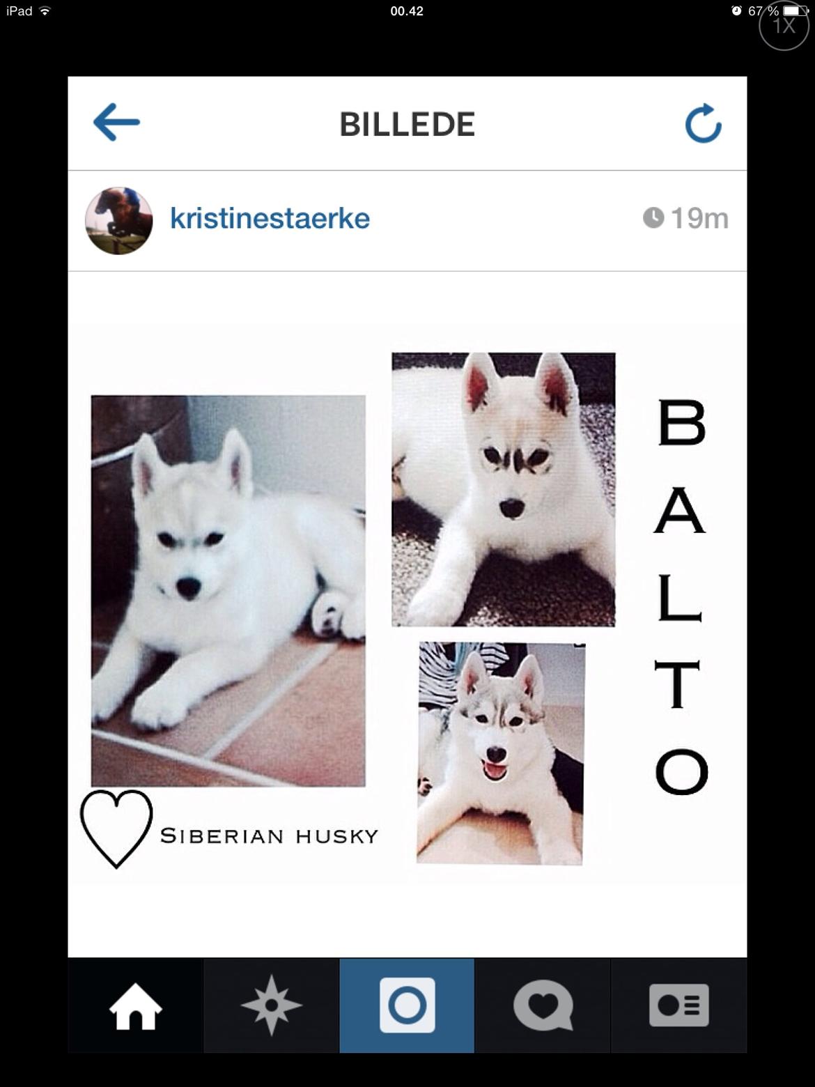 Siberian husky Enzo's Barely legale. I dagligtale kaldt Balto  billede 10