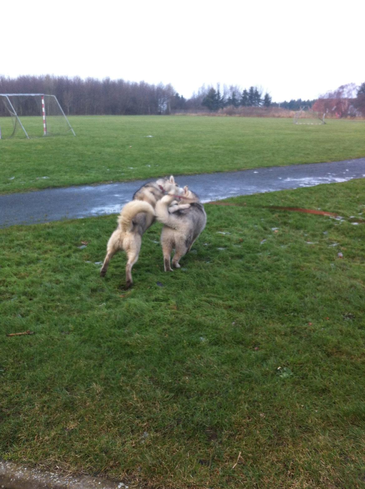 Siberian husky Enzo's Barely legale. I dagligtale kaldt Balto  billede 11