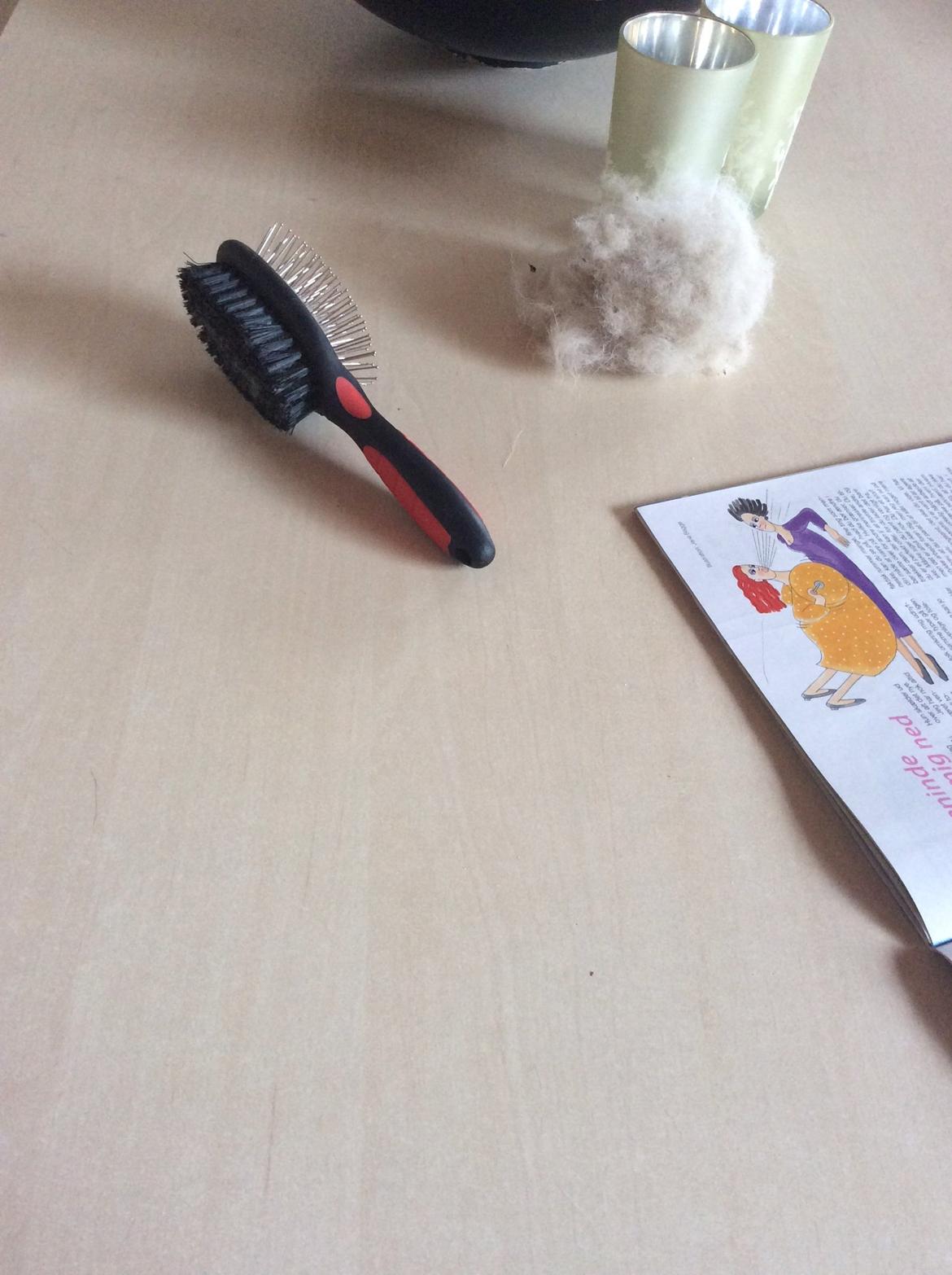 Siberian husky Enzo's Barely legale. I dagligtale kaldt Balto  billede 12