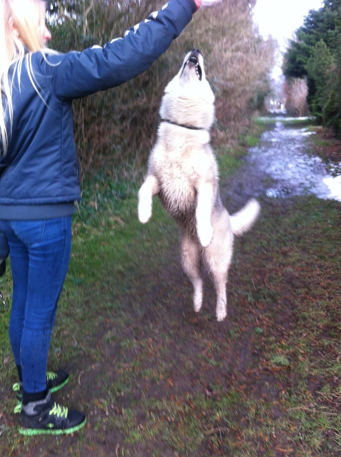 Siberian husky Enzo's Barely legale. I dagligtale kaldt Balto  billede 14