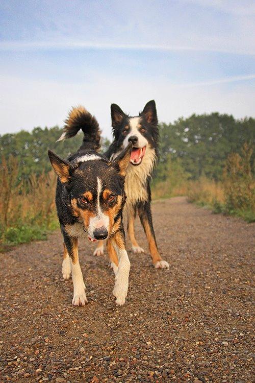 Border collie Kenai billede 2