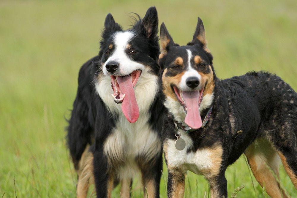 Border collie Kenai billede 4