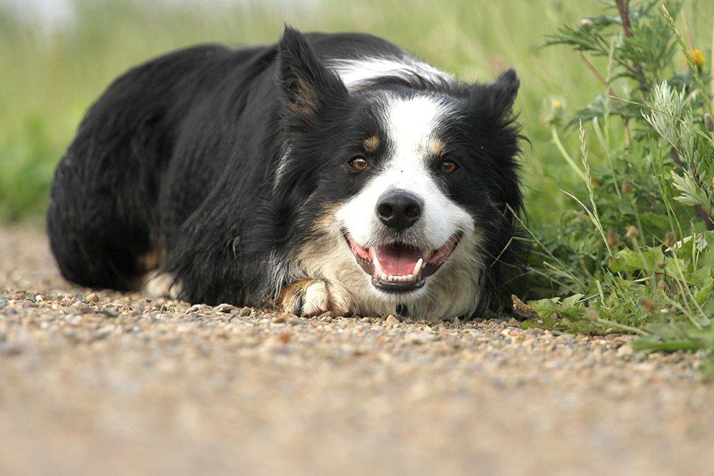 Border collie Kenai billede 5