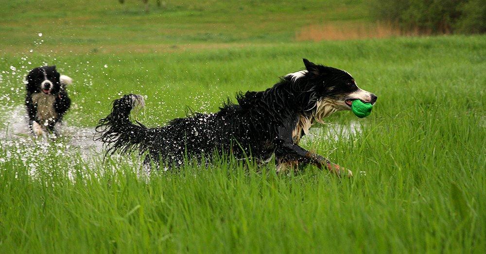 Border collie Kenai billede 6