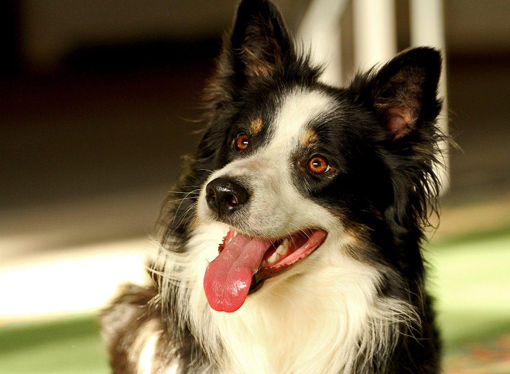 Border collie Kenai billede 7
