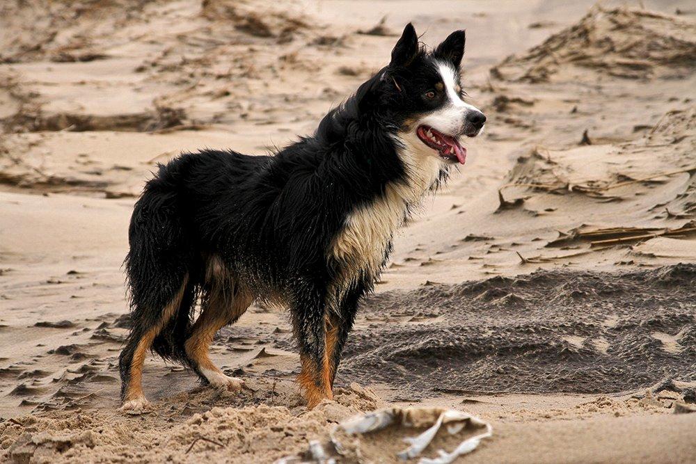 Border collie Kenai billede 8